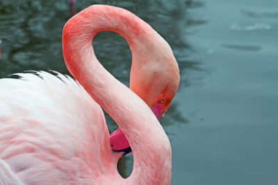 Close-up of flamingo bird by water