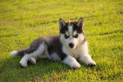 Siberian husky puppy resting on field