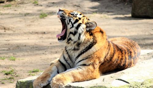 Tiger yawning while lying on rock at zoo