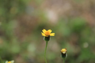 Close-up of yellow flowering plant