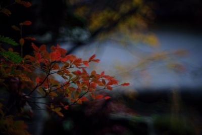 Close-up of maple leaves against blurred background