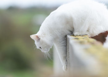 Close-up of a cat