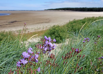 View over sandy beach and dune, green grass and beautiful purple flowers, sea and lagoon