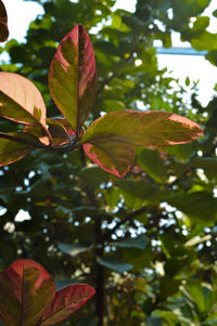 Low angle view of leaves on tree