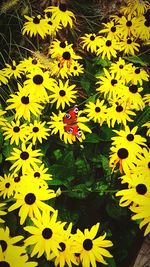 High angle view of yellow flowering plant