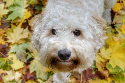 Close-up portrait of dog