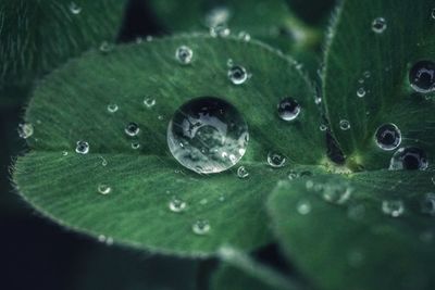 Close-up of raindrops on leaves