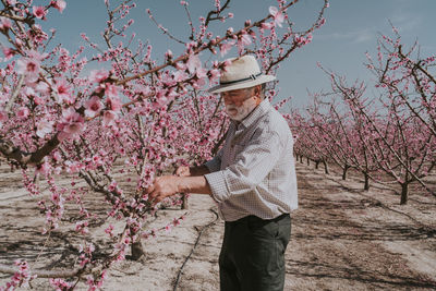 Side view of senior male farmer thinning branches of apricot trees with pink flowers while standing in orchard during blooming season