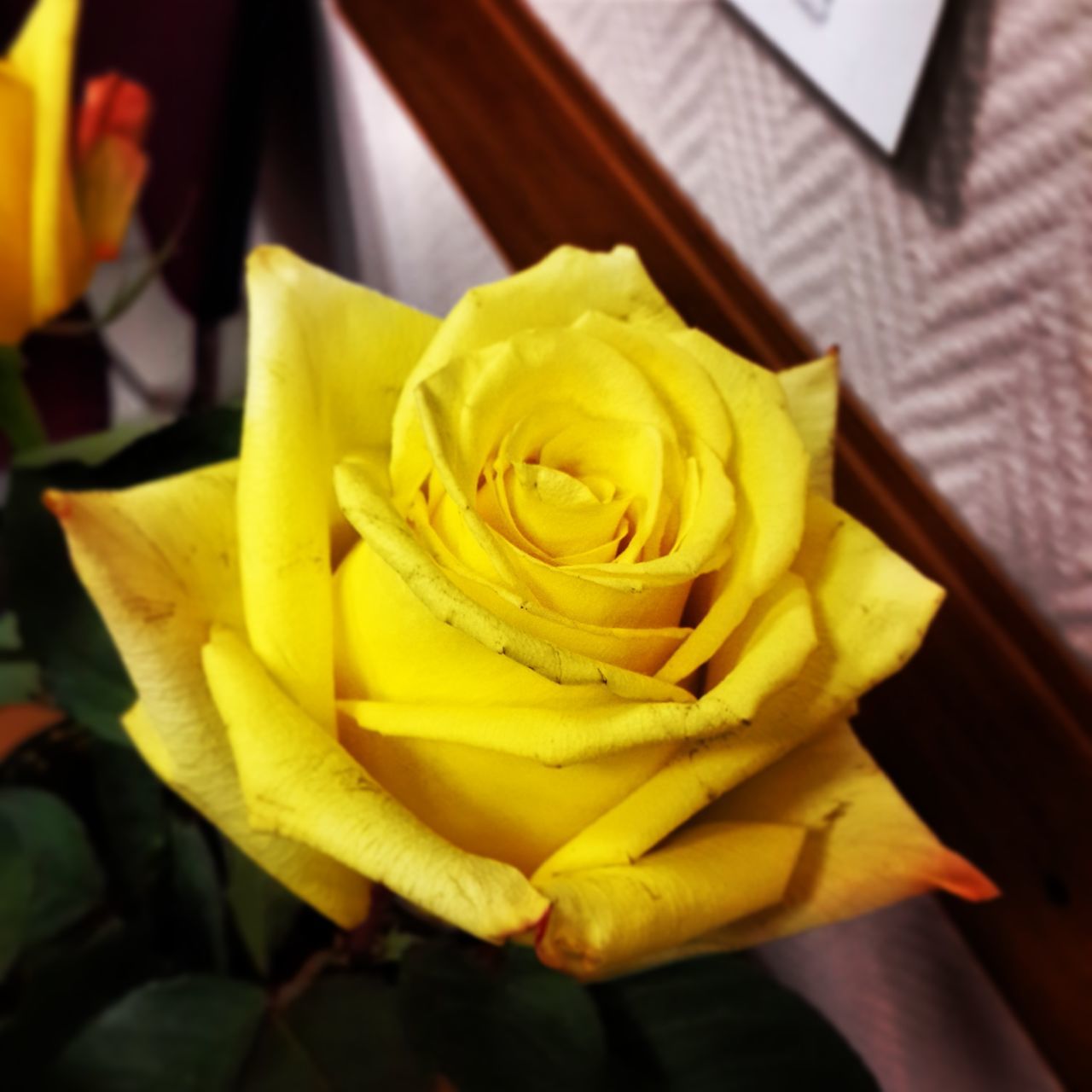 flower, petal, yellow, flower head, fragility, freshness, close-up, rose - flower, beauty in nature, single flower, indoors, blooming, nature, growth, focus on foreground, plant, rose, in bloom, day, high angle view