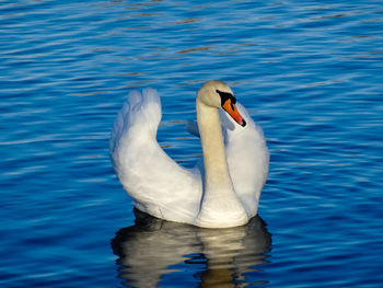 Swan swimming in lake