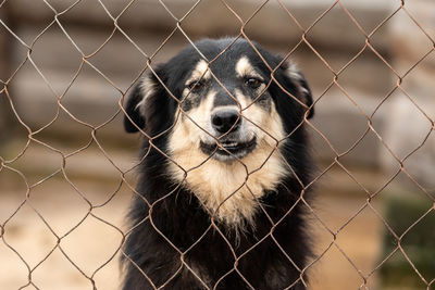 Portrait of a dog in zoo