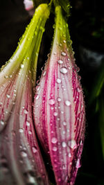 Close-up of raindrops on pink flower