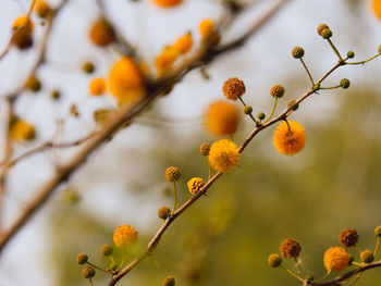 Close-up of yellow flowering plant