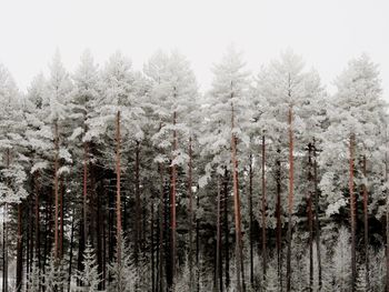 Close-up of pine trees in forest during winter