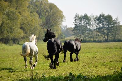 Horses on field against sky