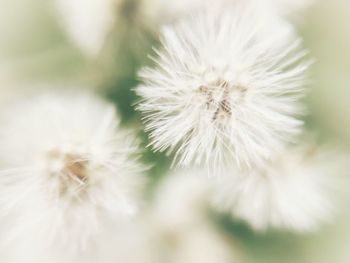 Close-up of dandelion