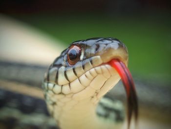 Snake tongue 