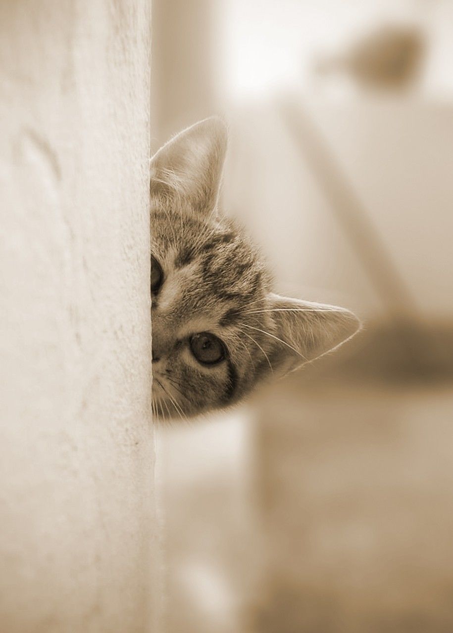 domestic cat, one animal, cat, animal themes, pets, feline, domestic animals, whisker, mammal, close-up, focus on foreground, animal head, looking away, selective focus, portrait, indoors, animal eye, alertness, staring