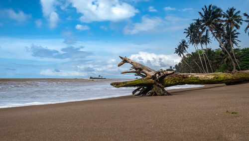 A tree lying on an empty tropical beach in axim ghana west africa