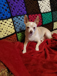 Portrait of dog relaxing on red blanket