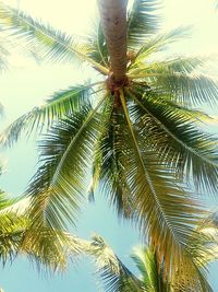 Low angle view of palm tree against sky