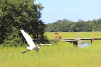 Seagull flying over lake against clear sky