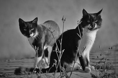 Portrait of cat sitting outdoors