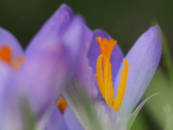 Close-up of purple crocus flower