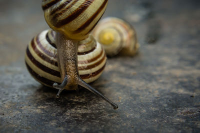 Close-up of snail