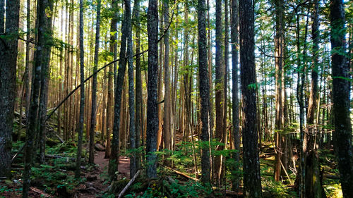 View of bamboo trees in forest