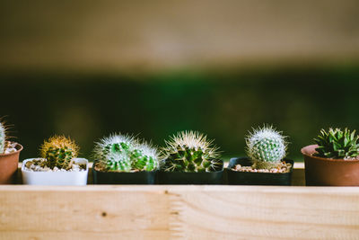 Close-up of potted cactus plants