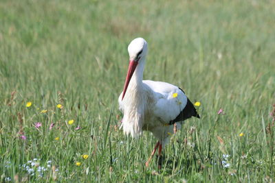 Side view of a bird on field