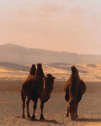 Camels in gobi desert, mongolia