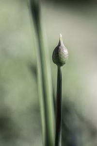 Close-up of plant against blurred background