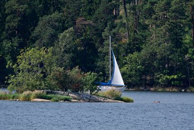 Sailboat sailing on sea by trees in forest