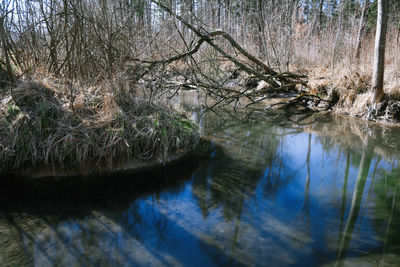 Reflection of bare trees in lake