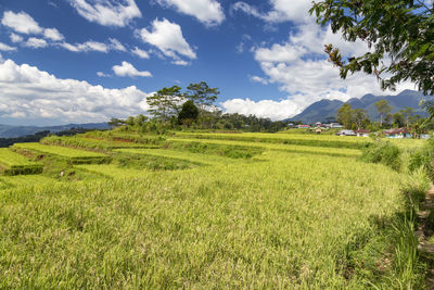 Scenic view of field against sky