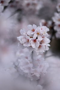 Close-up of white cherry blossom