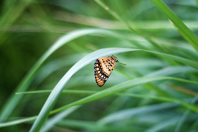 Butterfly on leaf