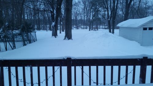 Snow covered trees in winter