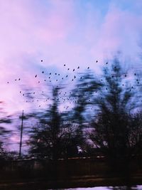 Low angle view of birds flying in sky