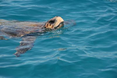 High angle view of turtle in sea