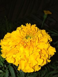 Close-up of yellow flower