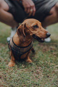 Dog sitting on field