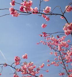 Low angle view of cherry blossoms in spring