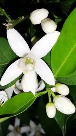 Close-up of white flowers