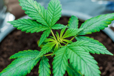 Close-up of fresh green plant