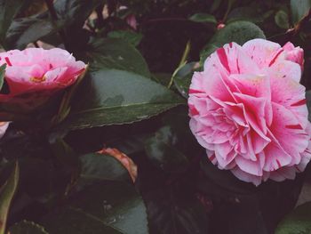 Close-up of pink rose