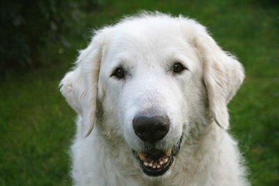 Close-up portrait of white dog on field