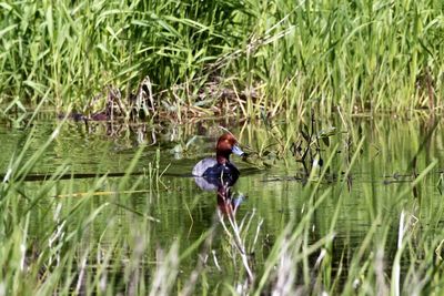 View of duck swimming in lake